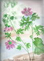 Common mallow की तस्वीर