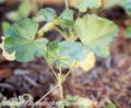 Common mallow की तस्वीर
