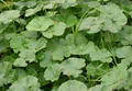 Common mallow की तस्वीर
