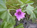 Common mallow की तस्वीर