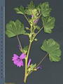 Common mallow की तस्वीर