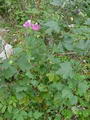 Common mallow की तस्वीर
