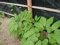 ginseng resmi
