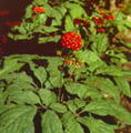 ginseng resmi