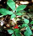 ginseng resmi