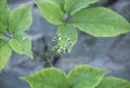 ginseng resmi