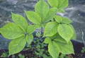 ginseng resmi