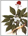 ginseng resmi