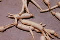 ginseng resmi