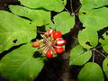 ginseng resmi