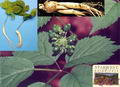 ginseng resmi