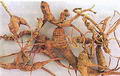 ginseng resmi