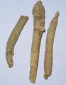 ginseng resmi