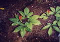 ginseng resmi