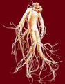 ginseng resmi