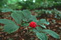 ginseng resmi