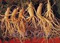 ginseng resmi
