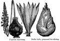 Sea onion - Squill root की तस्वीर
