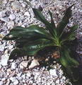 Sea onion - Squill root की तस्वीर