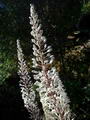 Sea onion - Squill root की तस्वीर
