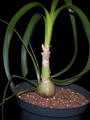 Sea onion - Squill root की तस्वीर