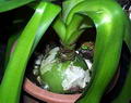 Sea onion - Squill root की तस्वीर