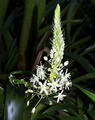 Sea onion - Squill root की तस्वीर