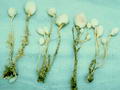 Sea onion - Squill root की तस्वीर
