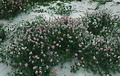 Sea onion - Squill root की तस्वीर