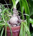 Sea onion - Squill root की तस्वीर