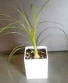 Sea onion - Squill root की तस्वीर
