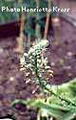 Sea onion - Squill root की तस्वीर