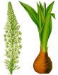 Sea onion - Squill root की तस्वीर