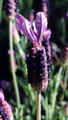 karabaş resmi