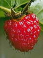 Photo de Raspberry