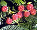 Photo de Raspberry