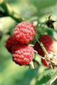Photo de Raspberry