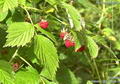 Photo de Raspberry