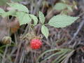 Photo de Raspberry