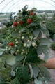Photo de Raspberry