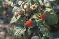Photo de Raspberry