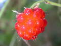 Photo de Raspberry