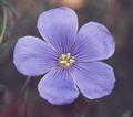 keten tohumu resmi