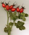 Photo of Rosehips
