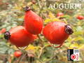 Photo of Rosehips
