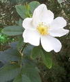 Photo of Rosehips