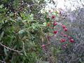 Photo of Rosehips