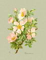 Photo of Rosehips