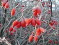 Photo of Rosehips
