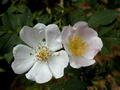 Photo of Rosehips